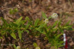 Spermacoce verticillata